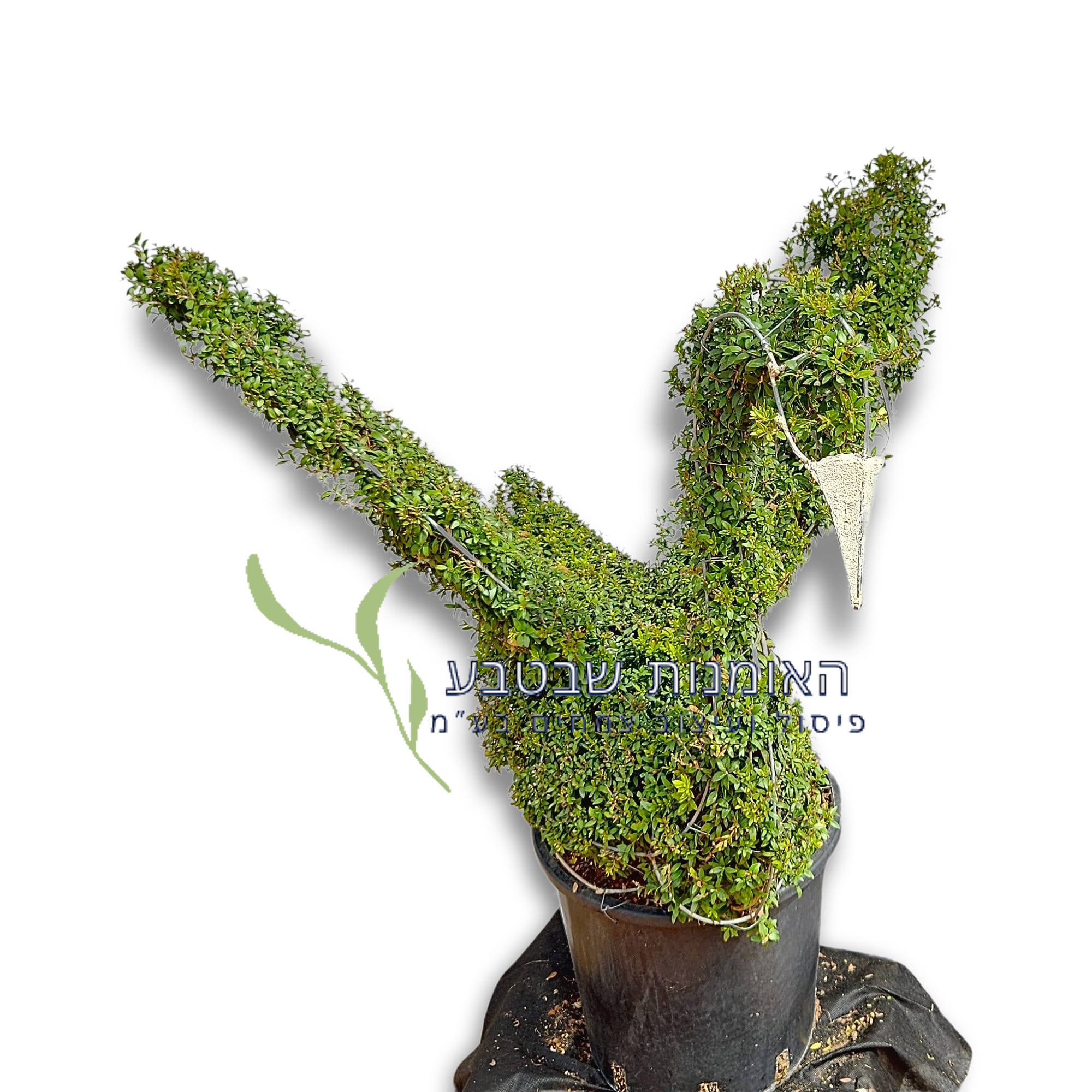 פיסול ברבור - קטן