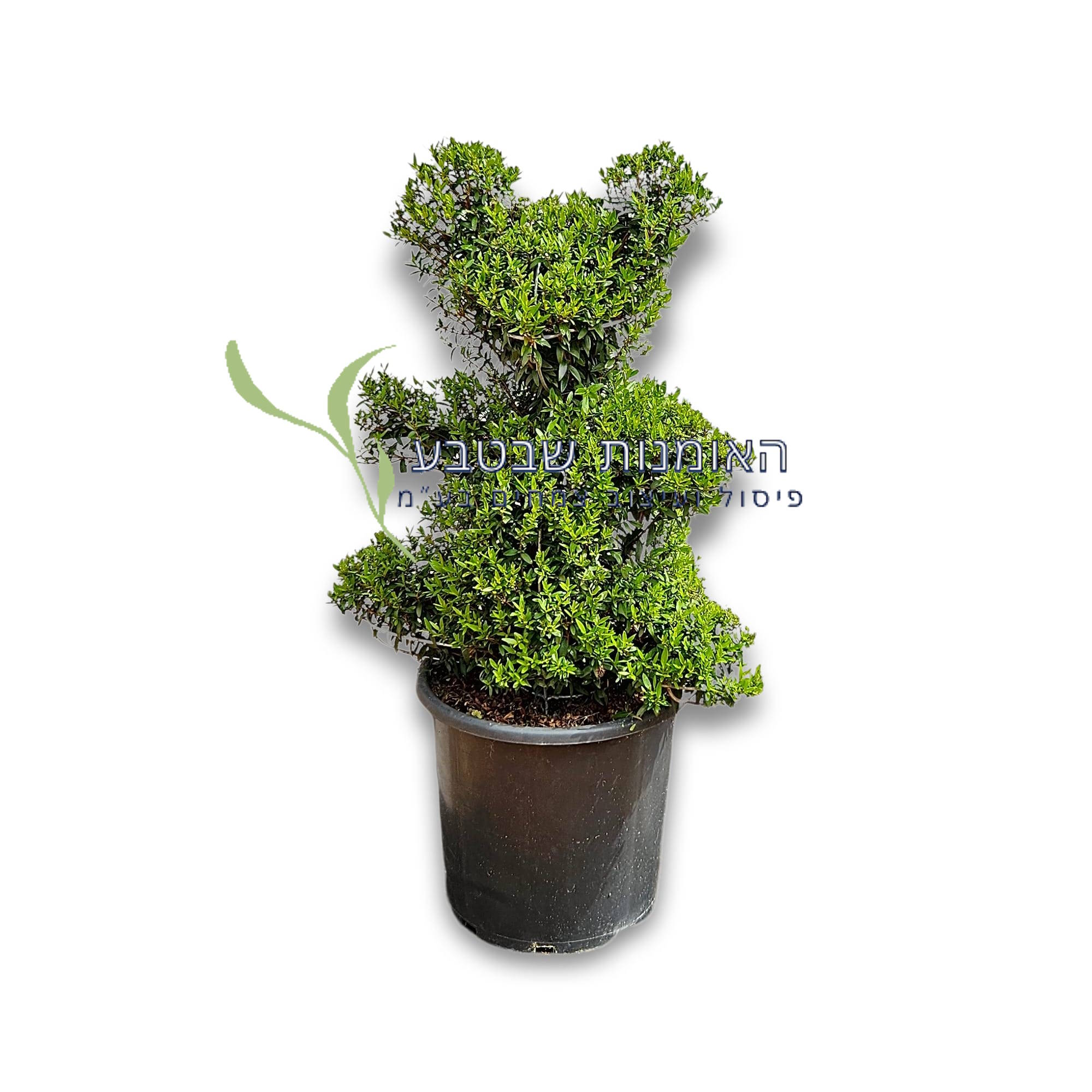 פיסול דובי - קטן