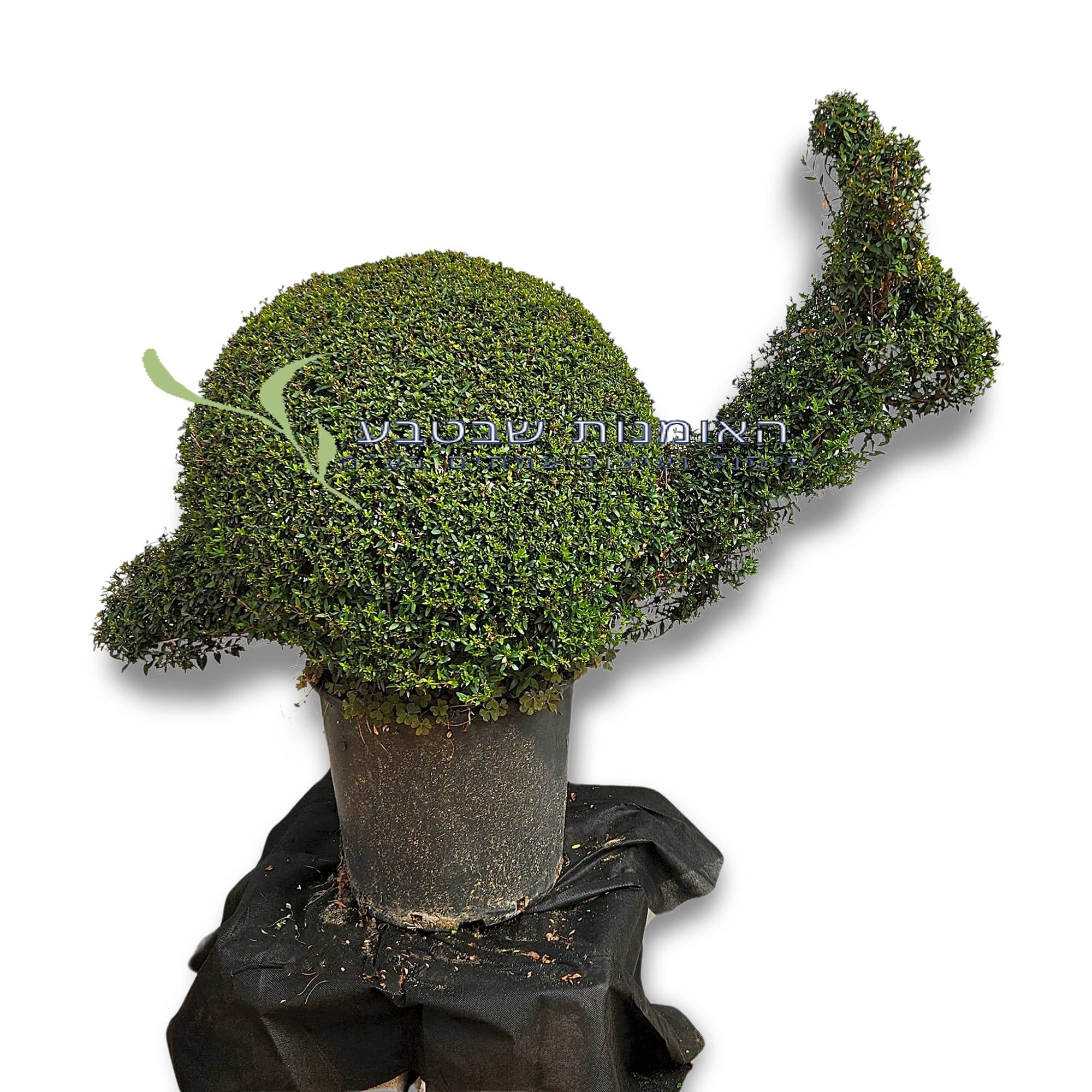 פיסול חלזון - קטן