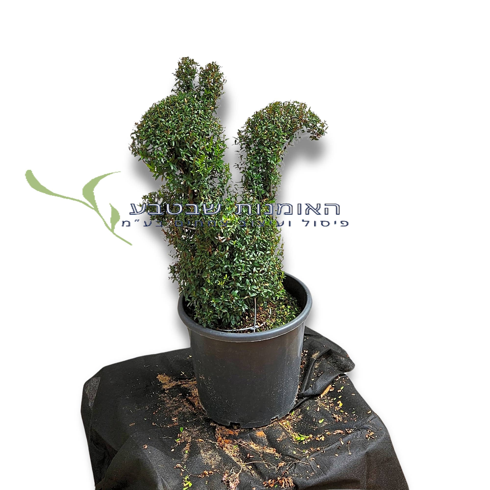 פיסול סנאי - קטן